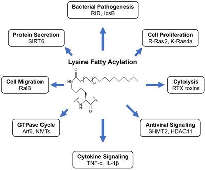 Lysine Fatty Acylation: Regulatory Enzymes, Research Tools, and Biological Function